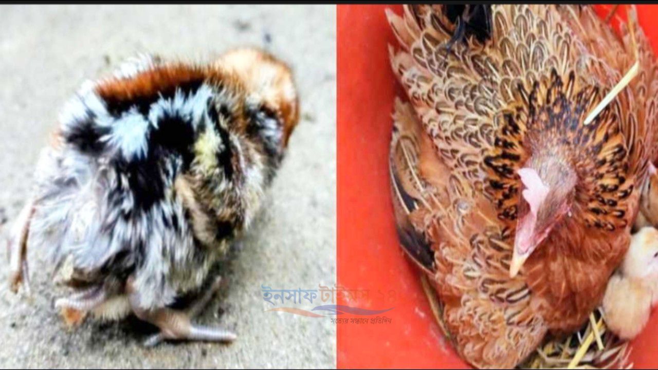 টাঙ্গাইলে চার পা-ওয়ালা মুরগির ছানা, কৌতূহল এলাকাজুড়ে