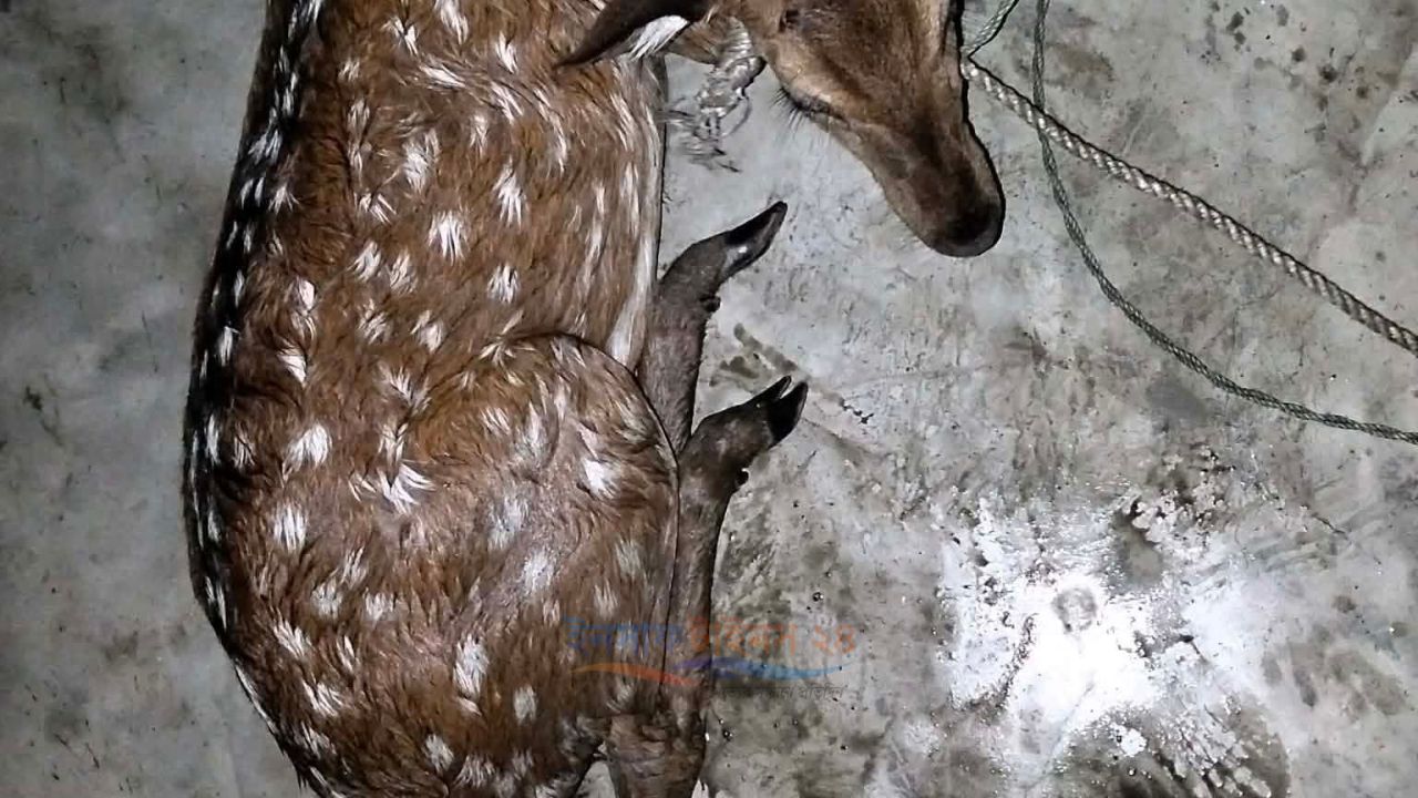 মনপুরায় লোকালয়ে এসে বাঁধা পড়ল মায়াবী হরিণ, অবমুক্ত করল বনবিভাগ।