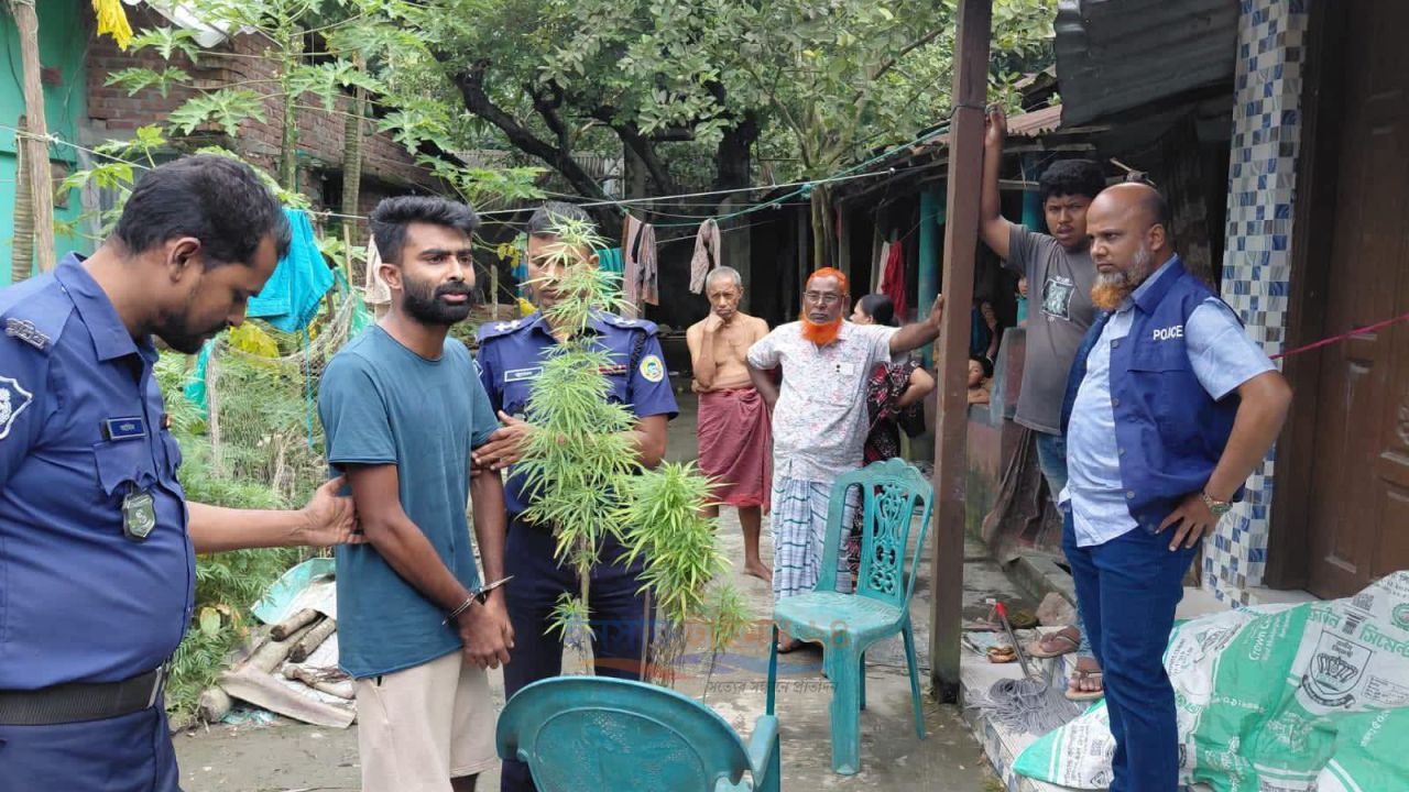 ভোলা বোরহানউদ্দিনে গাঁজা গাছসহ এক যুবক আটক
