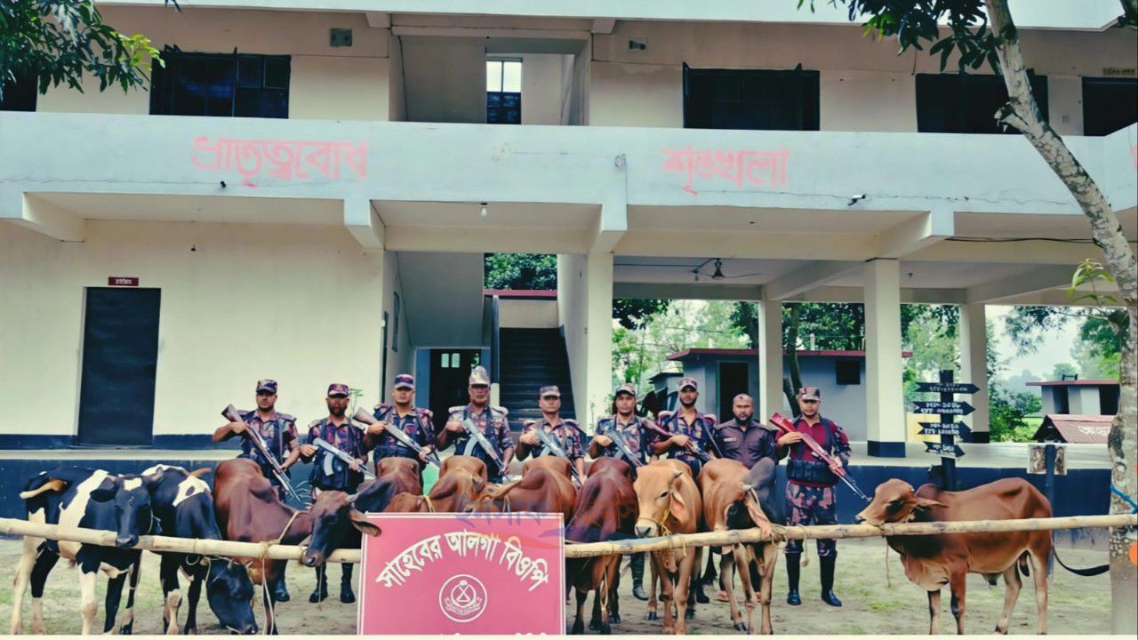মাঝের আলগা নদী এলাকায় বিজিবির অভিযানে ১০টি ভারতীয় গরু ও একটি ইঞ্জিনচালিত নৌকা জব্দ