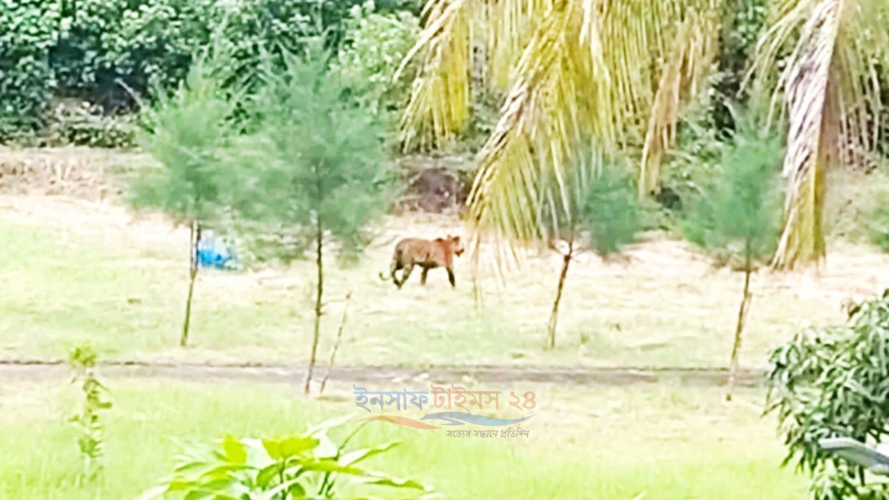 সুন্দরবনে বন বিভাগের কার্যালয়ের সামনে দেখা মিলল বাঘের