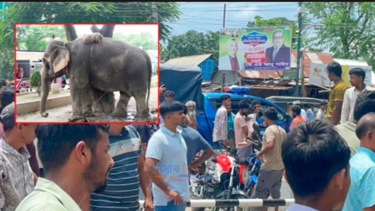 সড়কে হাতি নিয়ে চাঁদা তোলার সময় দুর্ঘটনা, গাড়িচাপায় ১০ মাসের শিশুর মৃত্যু