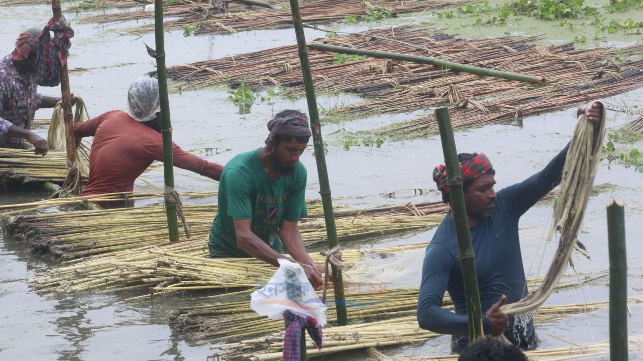 বকশীগঞ্জে ভালো ফলন ও আশাব্যঞ্জক বাজারদরে পাট চাষে লাভের স্বপ্ন দেখছেন কৃষকরা।