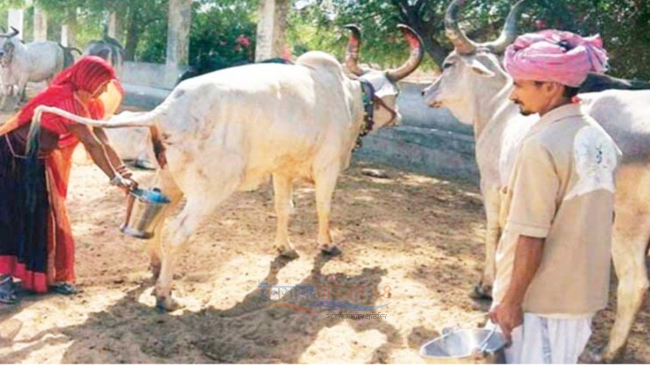 ভারতে সরকারি উদ্যোগে গোমূত্র সংগ্রহ, লিটারপ্রতি ২০ রুপি দেওয়ার পরিকল্পনা