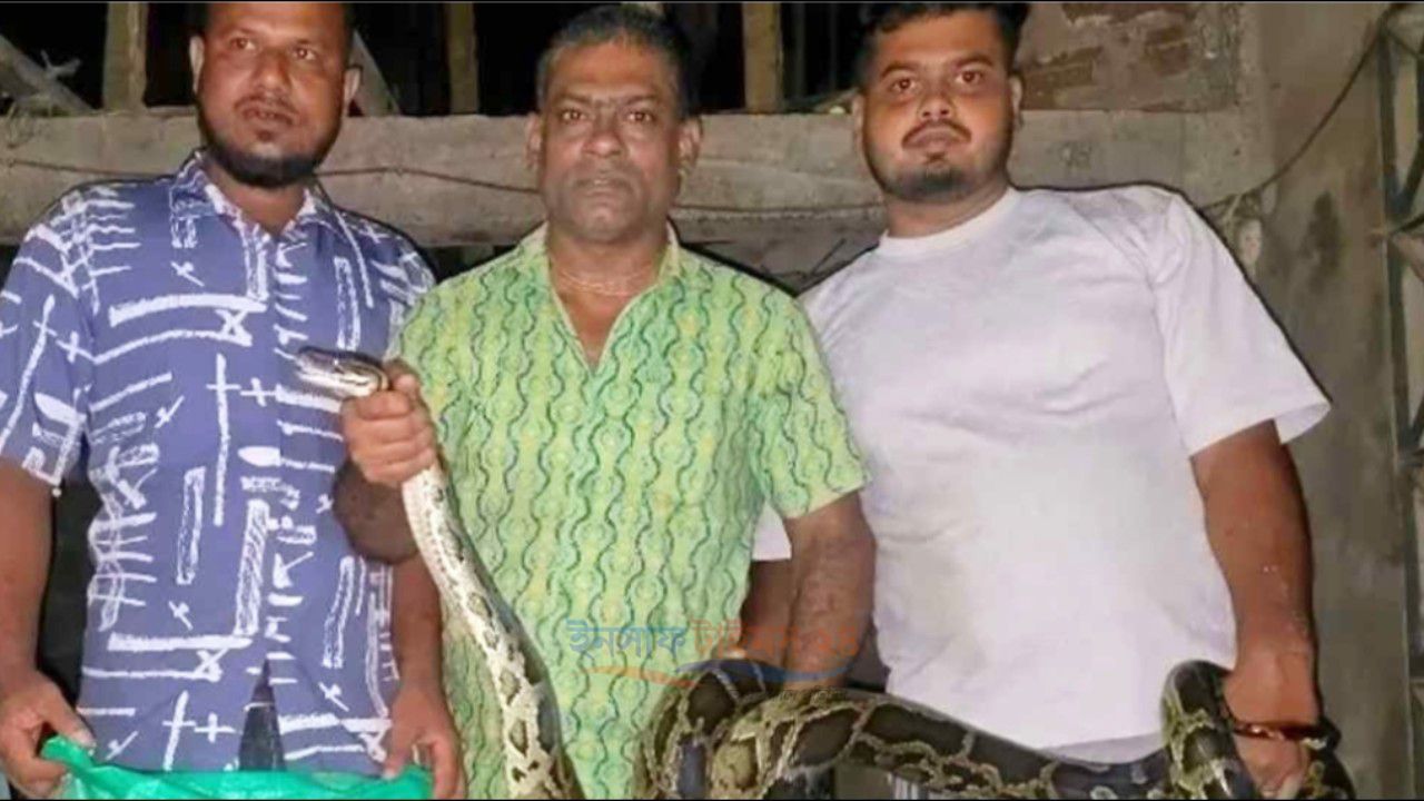 ঘরের সিলিং থেকে উদ্ধার ১২ ফুটের অজগর