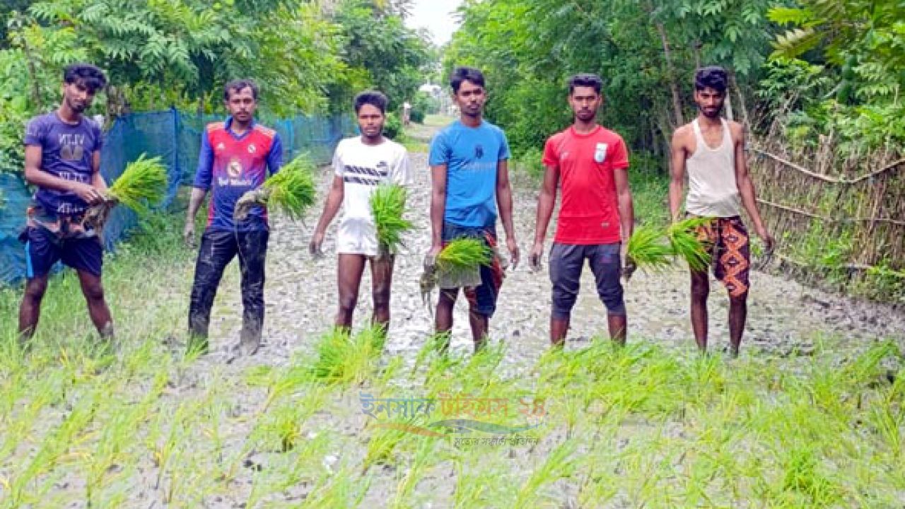 শ্যামনগর কৈখালীতে রাস্তা সংস্কার না হওয়ায় কাঁদার মধ্যে ধান রোপন করে প্রতিবাদ।