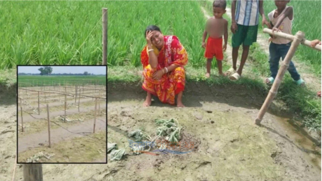 ঋণের টাকায় চাষ, রাতের আঁধারে কেটে দেওয়া হলো কৃষকের লাউগাছ
