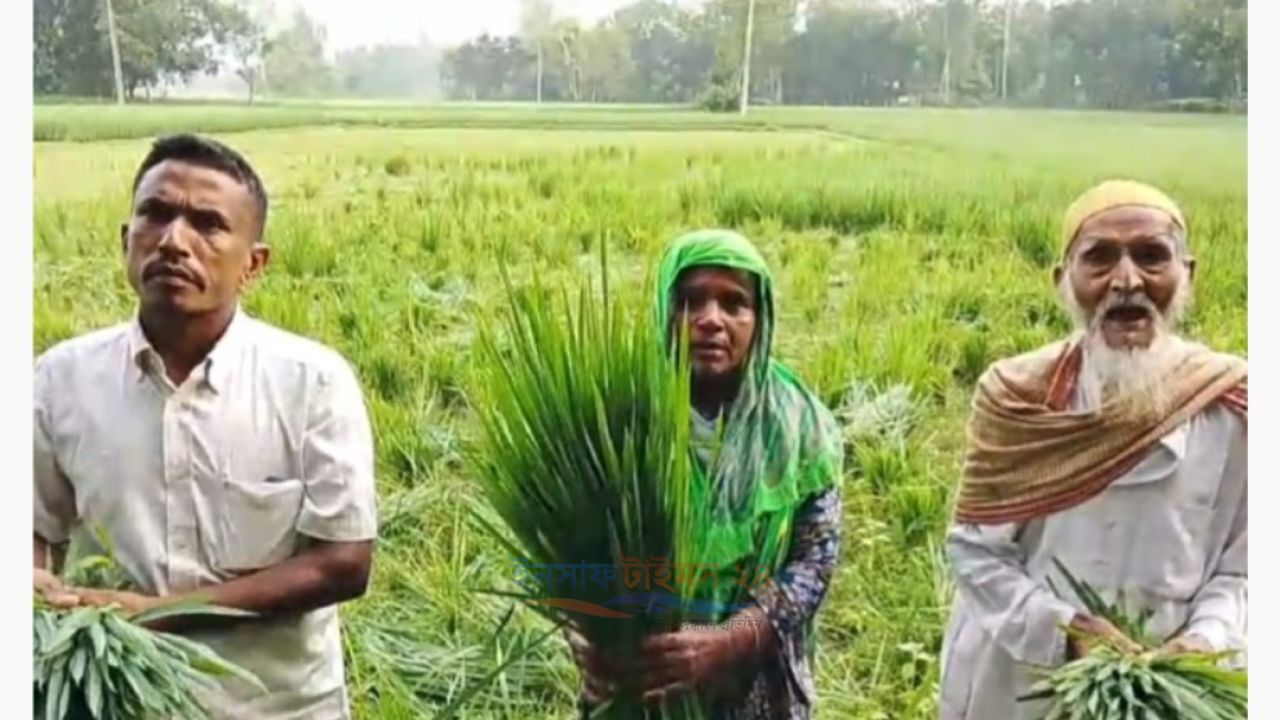 ধান ও মেহগনি গাছ কেটে জমি দখলের পাঁয়তারা