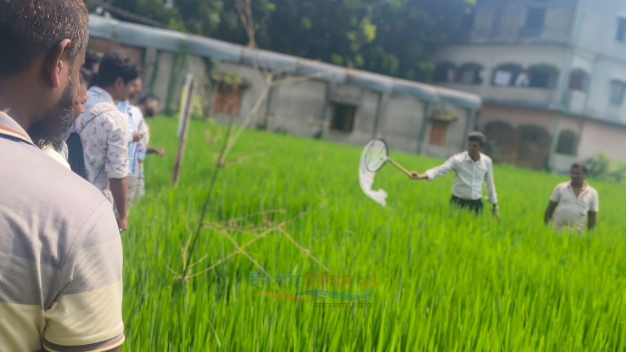 রোপা আমন ধানে ক্ষতিকর ও উপকারী পোকার উপস্থিতি পর্যবেক্ষণ, কৃষকদের পরামর্শ
