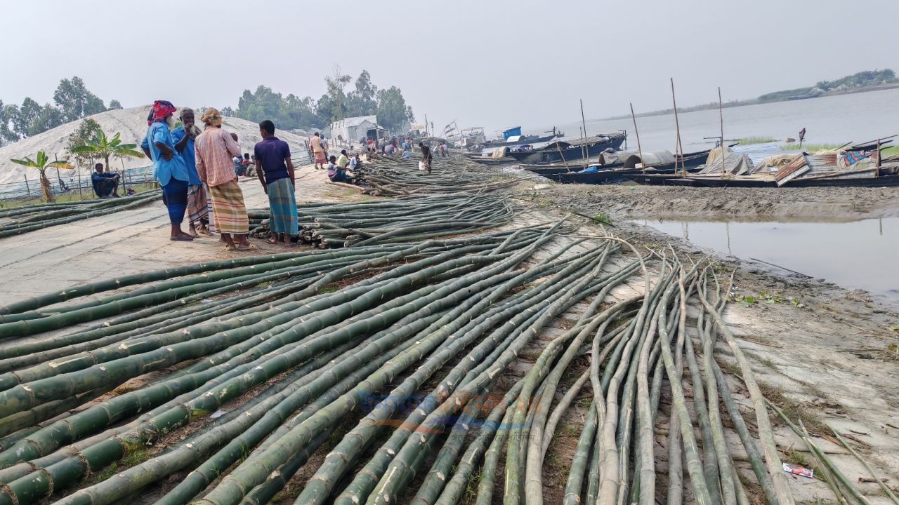 চর রাজিবপুরের নয়াচর বাজারে নদীর পাড়ে জমজমাট বাঁশের হাট
