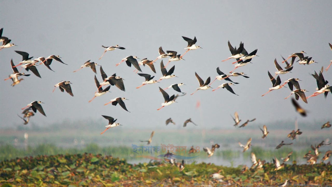 পরিযায়ী পাখির আগমনকে সামনে রেখে প্রস্তুত হচ্ছে  নোবিপ্রবির ময়নাদ্বীপ
